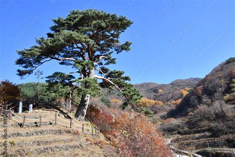  대봉산 천년 고사나무의 신비로운 에너지를 느껴보세요!